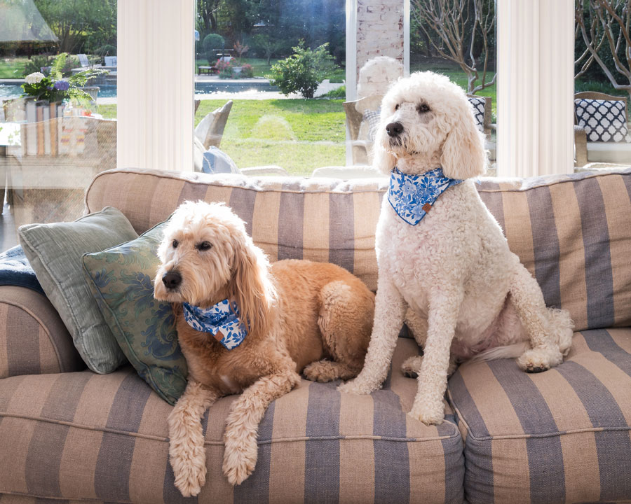 11407WRicksCir-Dogs